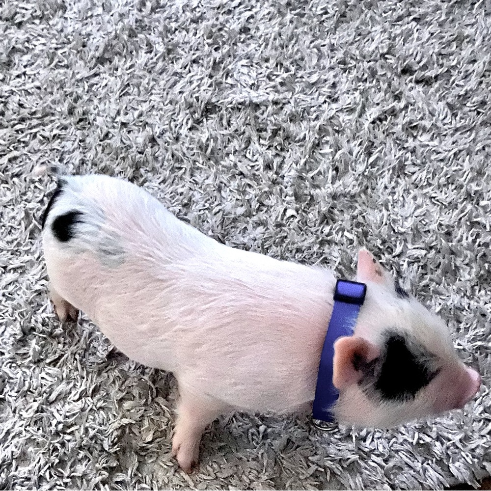 The newest addition to our family🐷🐖